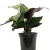 Calathea Beauty Star 4″ -Corkcicle Shop 1 16036.1698354971.1280.1280