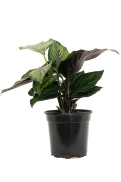 Calathea Beauty Star 4″