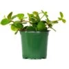 Peperomia Hope 4″