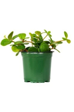 Peperomia Hope 4″