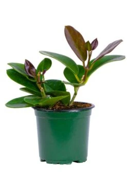 Hoya Australis Grande 4″