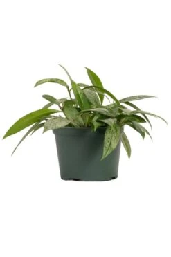 Hoya Publicalyx 6″