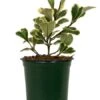 Ficus Triangularis Vareigated 4″ -Corkcicle Shop 1 47868.1681878052.1280.1280