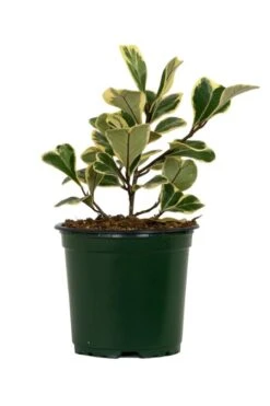 Ficus Triangularis Vareigated 4″