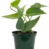 Pothos Cebu Blue 4″ -Corkcicle Shop 1 66328.1705014475.1280.1280