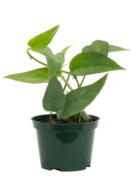Pothos Cebu Blue 4″ 3 Pothos Cebu Blue 4″