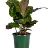Calathea Misto 4″