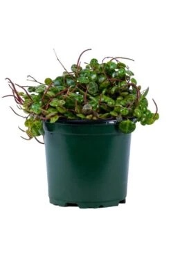 String Of Turtles 4″