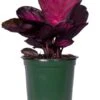 Calathea Roseo Picta 4″