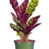Calathea Lancifolia 4″ 2 Calathea Lancifolia 4″ -Corkcicle Shop 1 96489.1666866371.1280.1280