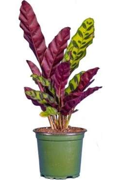 Calathea Lancifolia 4″