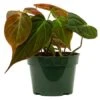 Philodendron Micans 4″