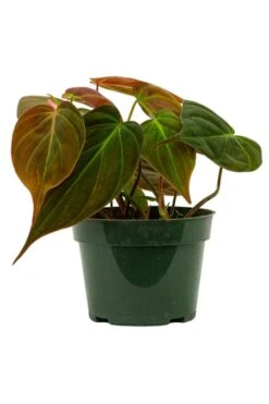 Philodendron Micans 4″