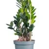 Zamioculcas 8″ -Corkcicle Shop Untitled 1 30917.1647978714.1280.1280