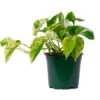 Pothos Marble Queen 4″