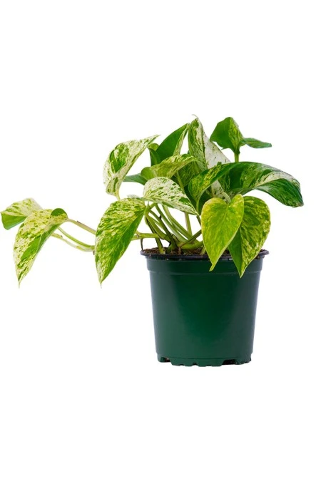 Pothos Marble Queen 4″ 3 Pothos Marble Queen 4″