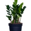 Zamioculcas 6″
