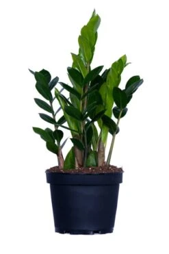 Zamioculcas 6″