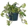 Pothos Marble Queen 8″ Basket -Corkcicle Shop Untitled 1 58370.1666906144.1280.1280