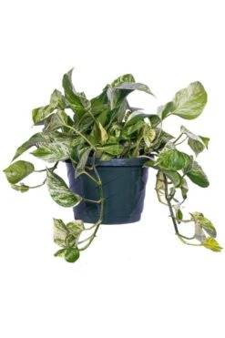 Pothos Marble Queen 8″ Basket