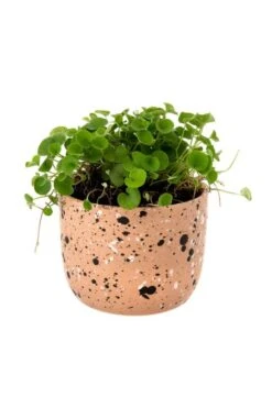 Indaba Speckle Pot In Sierra