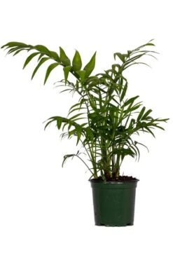 Palm Neanthebella 4″