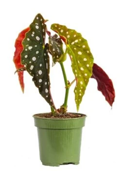 Begonia Maculata 4″